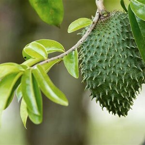 A rapid grower, soursop trees produce their first crop three to five years from seeding. Seeds stay viable for up to six months but better success is met by planting within 30 days of harvest and seeds will germinate within 15-30 days.