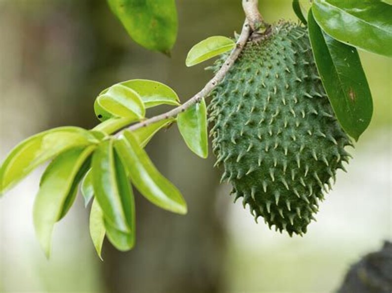 A rapid grower, soursop trees produce their first crop three to five years from seeding. Seeds stay viable for up to six months but better success is met by planting within 30 days of harvest and seeds will germinate within 15-30 days.