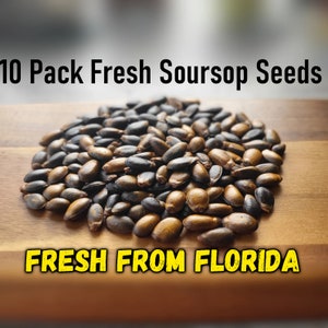 10 Pack Fresh Soursop Seeds- 100% Fresh Natural Soursop Fruit Guanabana Seeds 10x