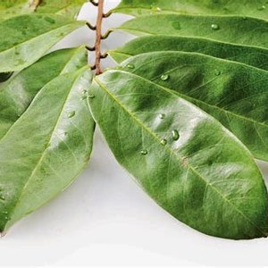 A rapid grower, soursop trees produce their first crop three to five years from seeding. Seeds stay viable for up to six months but better success is met by planting within 30 days of harvest and seeds will germinate within 15-30 days.