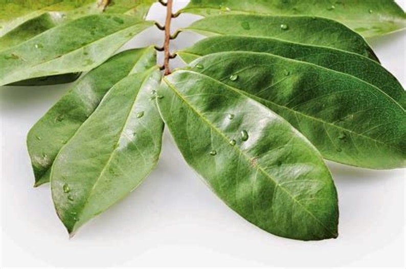 A rapid grower, soursop trees produce their first crop three to five years from seeding. Seeds stay viable for up to six months but better success is met by planting within 30 days of harvest and seeds will germinate within 15-30 days.