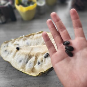 Pode incluir: Um close-up de uma fruta verde claro cortada ao meio, com polpa branca e sementes pretas. Tr&ecirc;s sementes pretas tamb&eacute;m s&atilde;o mostradas em uma m&atilde;o.