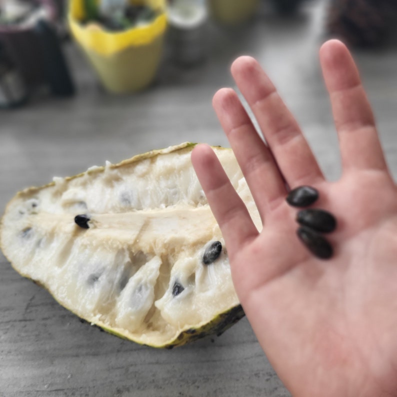 Pode incluir: Um close-up de uma fruta verde claro cortada ao meio, com polpa branca e sementes pretas. Tr&ecirc;s sementes pretas tamb&eacute;m s&atilde;o mostradas em uma m&atilde;o.