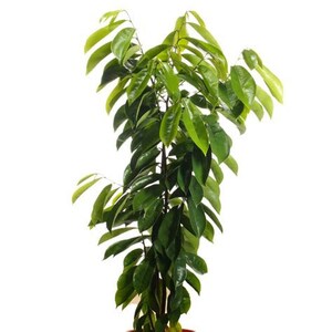 A rapid grower, soursop trees produce their first crop three to five years from seeding. Seeds stay viable for up to six months but better success is met by planting within 30 days of harvest and seeds will germinate within 15-30 days.