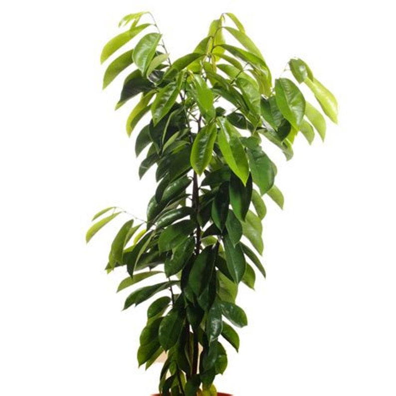 A rapid grower, soursop trees produce their first crop three to five years from seeding. Seeds stay viable for up to six months but better success is met by planting within 30 days of harvest and seeds will germinate within 15-30 days.