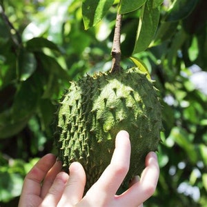 A rapid grower, soursop trees produce their first crop three to five years from seeding. Seeds stay viable for up to six months but better success is met by planting within 30 days of harvest and seeds will germinate within 15-30 days.