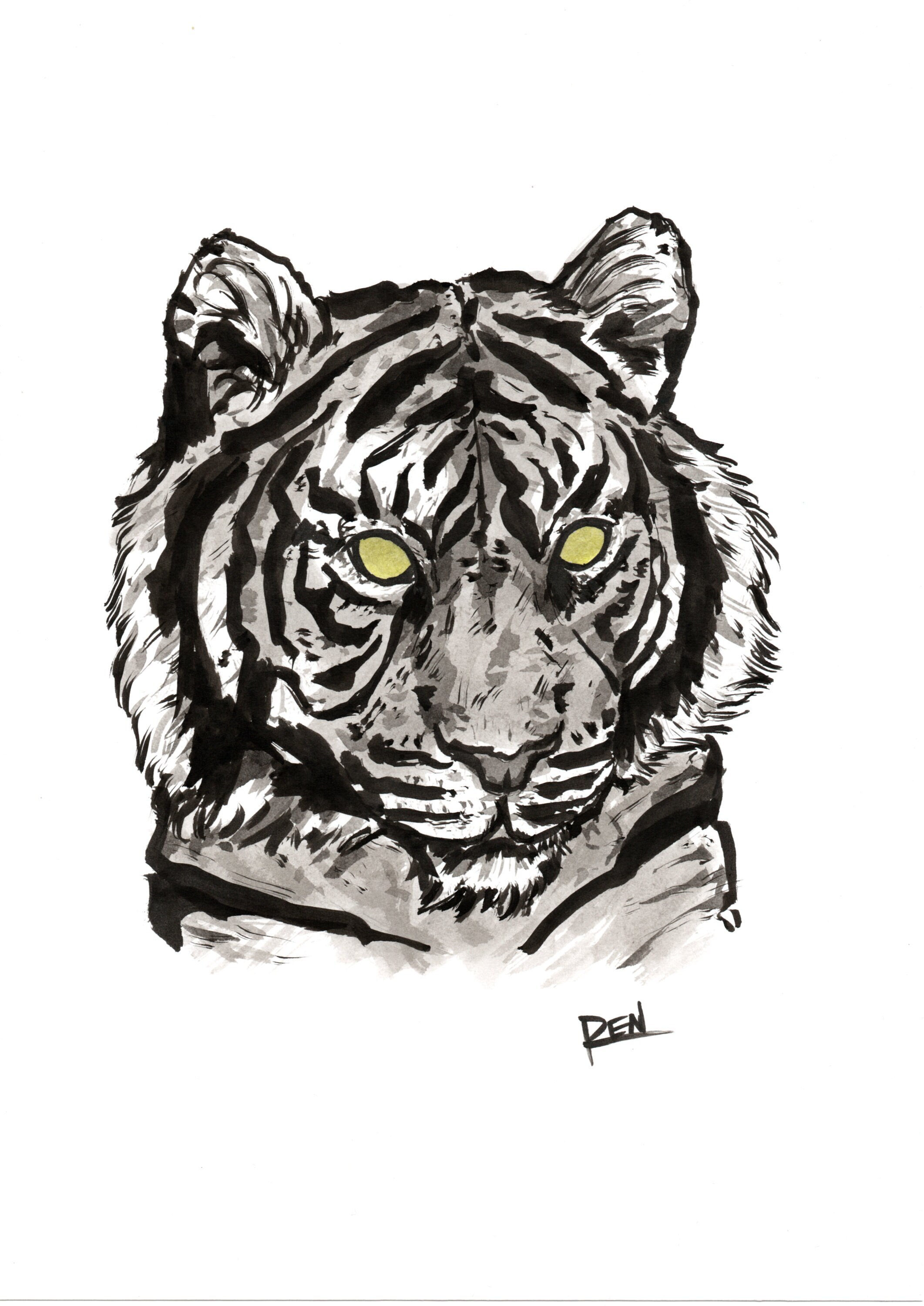 Stock Art Drawing of a White Bengal Tiger - inkart