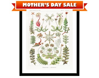 Hepaticae–Lebermoos Flowers Vintage Botanical Poster Print of Retro Herbs Plants and Trees Illustration Kitchen Art Decor. Giclee Print Set