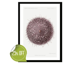 Vintage Sea Urchin Print, Botanical Marine Life Illustration