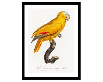 Blue-Fronted Parrot Vintage French Poster of Natural History of Parrots 19th Century Retro Framed/Unframed Wall Art Decor for Home & Office