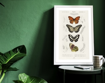 Vintage Butterfly Varieties Set Illustration Poster Gift for Nature Encyclopedia Fans Wall Art Home & Office Decor Retro Design Solution