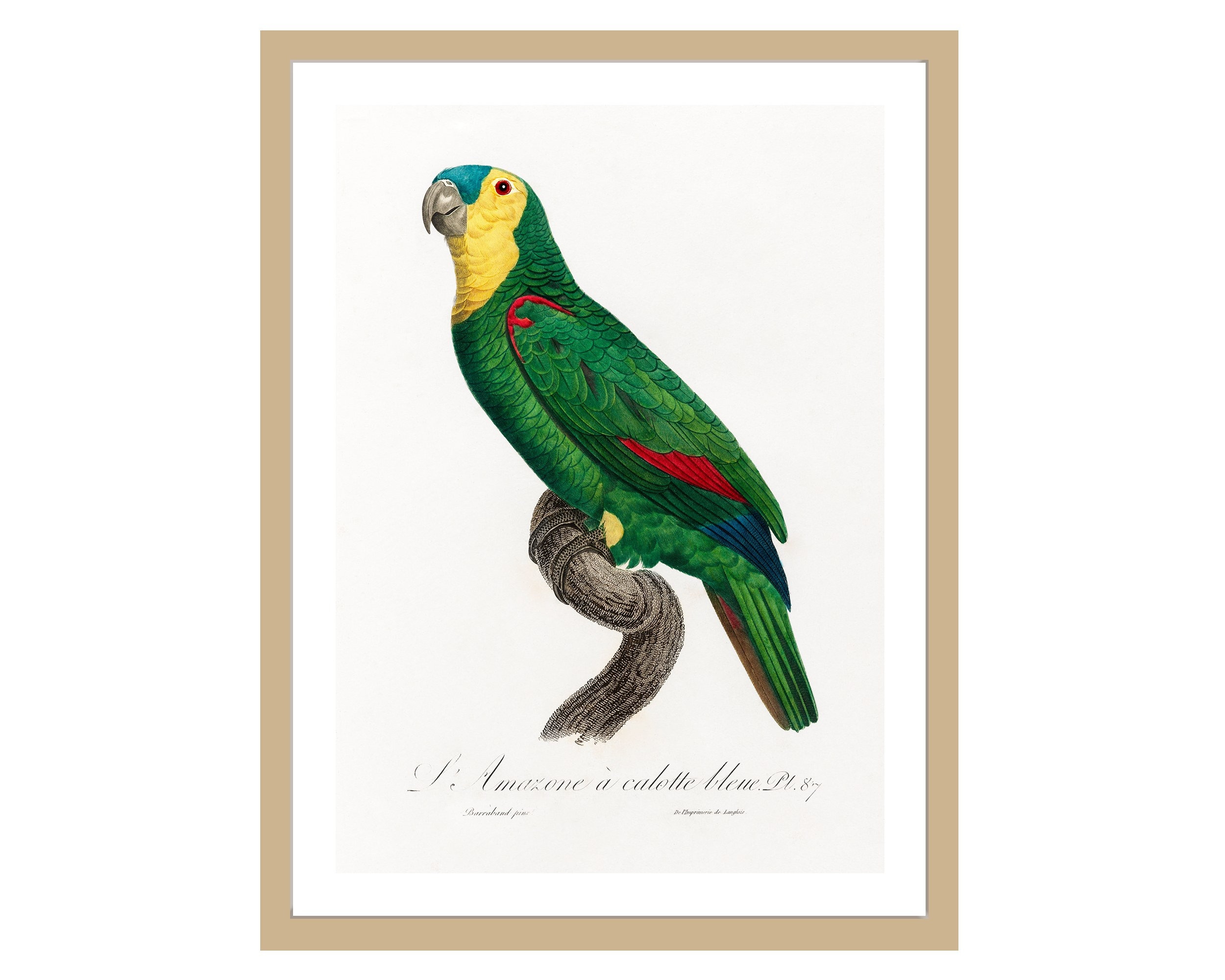 絵画 type ll Parrot Vintage Blue-fronted Parrot Print, 19th Century French Wall Art - Etsy