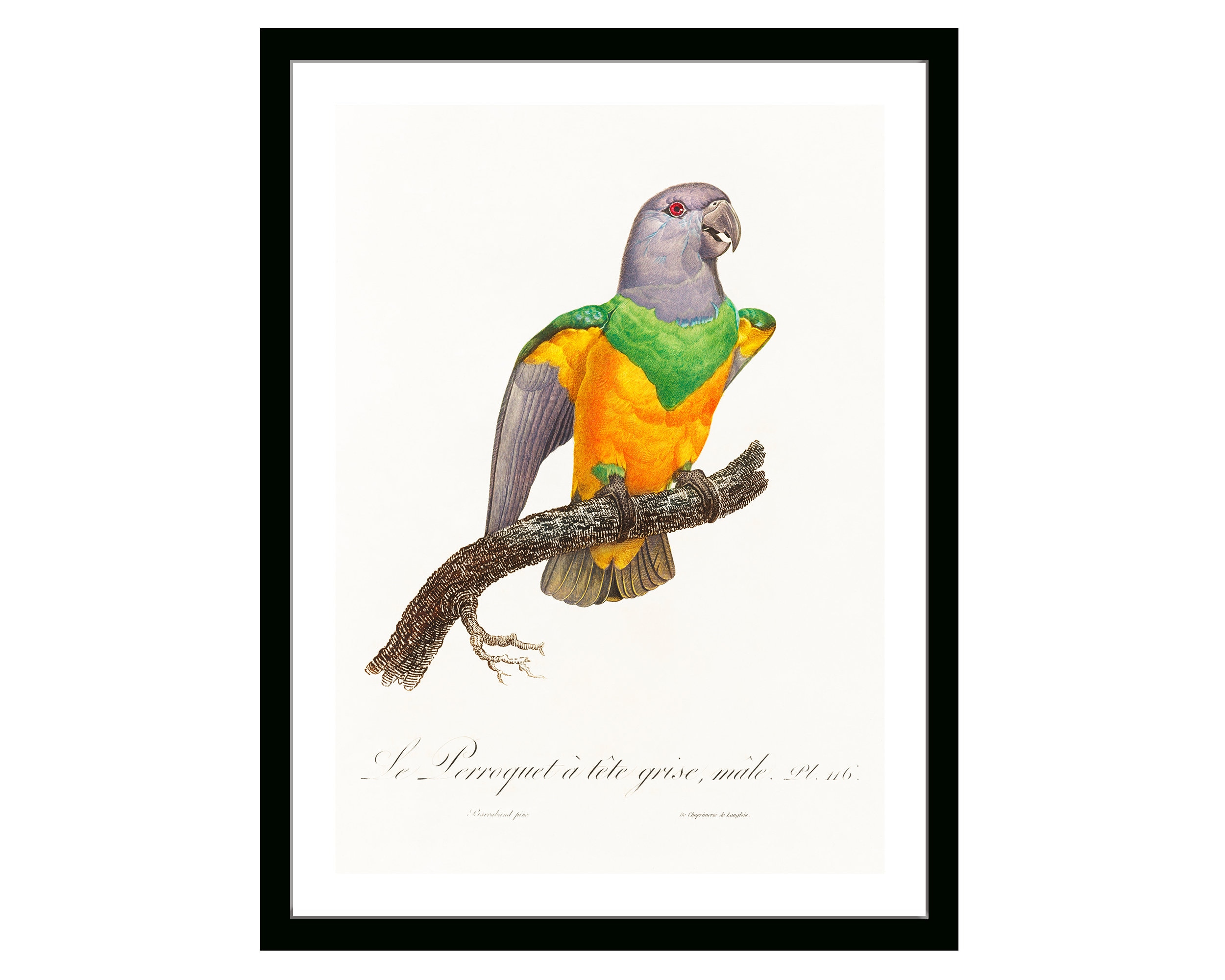 Senegal Parrot Vintage French Poster of Natural History of Parrots 19th Century Retro Framed/Unframed Wall Art Decor Home & Office