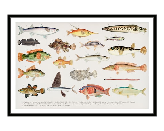Vintage Fish Illustration Print, Deep Sea Varieties Poster - Etsy