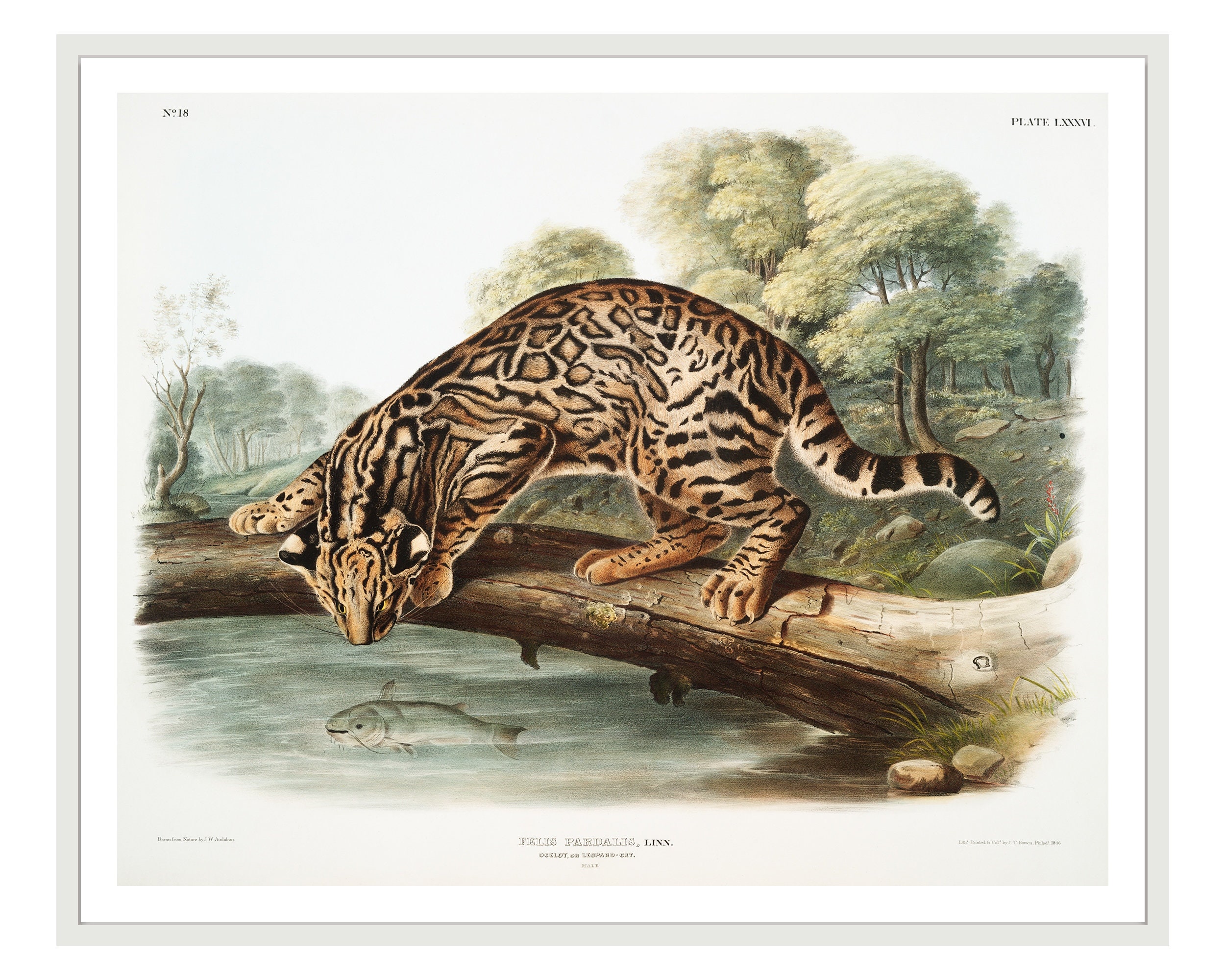 Vintage Ocelot Poster, New York Public Library Illustration - Etsy