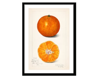 Oranges. Vintage Fruit Print of Watercolor Drawing of Amanda Almira Newton from U.S. Department of Agriculture Best for Kitchen Decor