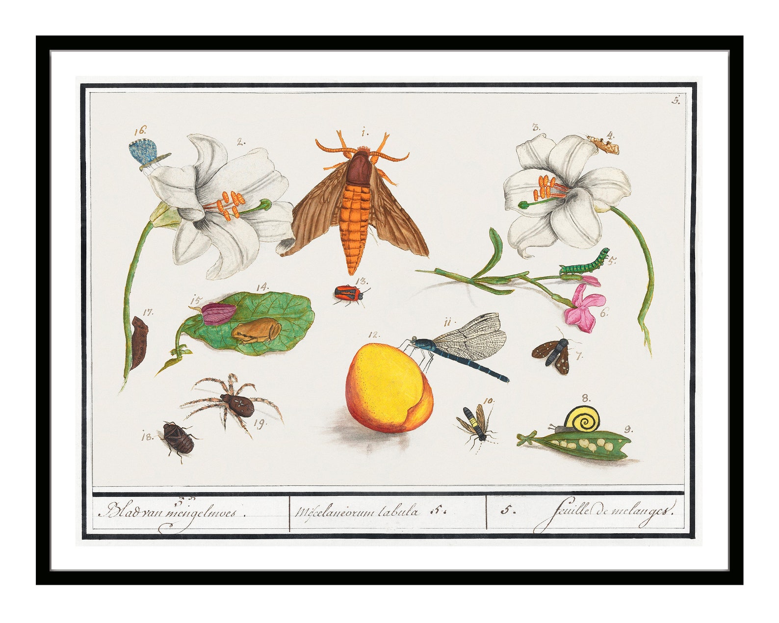 Vintage Illustration Set Poster Still Life Print of Fruits and Insects ...