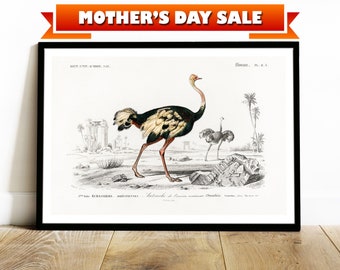 Ostrich Vintage Illustration from French Universe Natural History Encyclopedia. Wall Art Decor Framed Poster for Home & Office