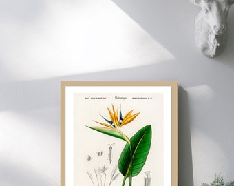 Giclee Print Set Bird of Paradise Vintage Botanical Poster Print of Retro Herbs Plants and Trees Illustration Kitchen Art Decor