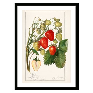 Aardbeien. Vintage fruitafdruk van aquareltekening van Amanda Almira Newton van het Amerikaanse ministerie van landbouw Beste voor keukendecoratie