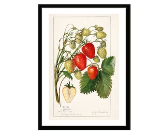 Strawberries. Vintage Fruit Print of Watercolor Drawing of Amanda Almira Newton from U.S. Department of Agriculture Best for Kitchen Decor