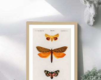 Vintage Butterfly Varieties Set  Illustration Poster Gift for Nature Encyclopedia Fans Wall Art Home & Office Decor Retro Design Solution