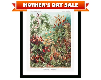 Muscinae–Laubmoose Flowers Vintage Botanical Poster Print of Retro Herbs Plants and Trees Illustration Kitchen Art Decor. Giclee Print Set