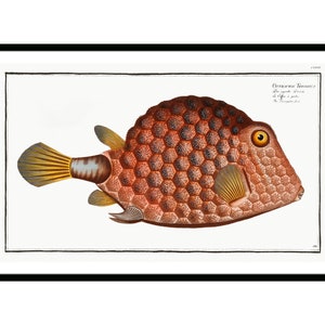 Pode incluir: Uma ilustração vintage de um peixe castanho e amarelo com um padrão de favo de mel no seu corpo. O peixe nada para a direita e tem um olho grande e redondo. A ilustração é intitulada "Ostracion Tessalata" e inclui o texto "De specie nova, ex India, &c.  A. Valenciennes del."