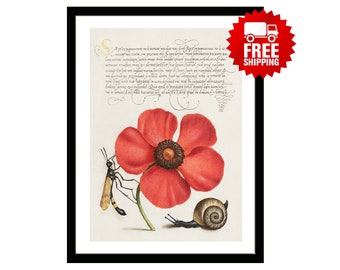 Terrestrial Mollusk Poppy Anemone and Crane Fly Calligraphy Poster Botanical Print Best Kitchen Decoration Gift Nature Museum Illustration