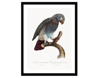 The Grey Parrot Vintage French Poster of Natural History of Parrots 19th Century Retro Framed/Unframed Wall Art Decor Home & Office