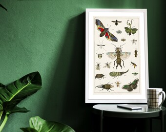 Vintage Butterfly Varieties Set Illustration Poster Gift for Nature Encyclopedia Fans Wall Art Home & Office Decor Retro Design Solution