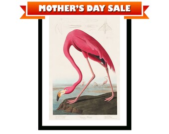 Pink Flamingo Vintage Poster Birds of America Illustration from 19th Century Retro Framed/Unframed Wall Art Decor for Home & Office
