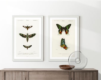 Vintage Butterfly Varieties Set Illustration Poster Gift for Nature Encyclopedia Fans Wall Art Home & Office Decor Retro Design Solution