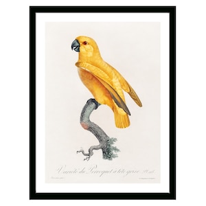 Senegal Parrot Vintage French Poster of Natural History of Parrots 19th Century Retro Framed/Unframed Wall Art Decor for Home & Office