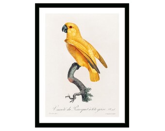 Senegal Parrot Vintage French Poster of Natural History of Parrots 19th Century Retro Framed/Unframed Wall Art Decor for Home & Office