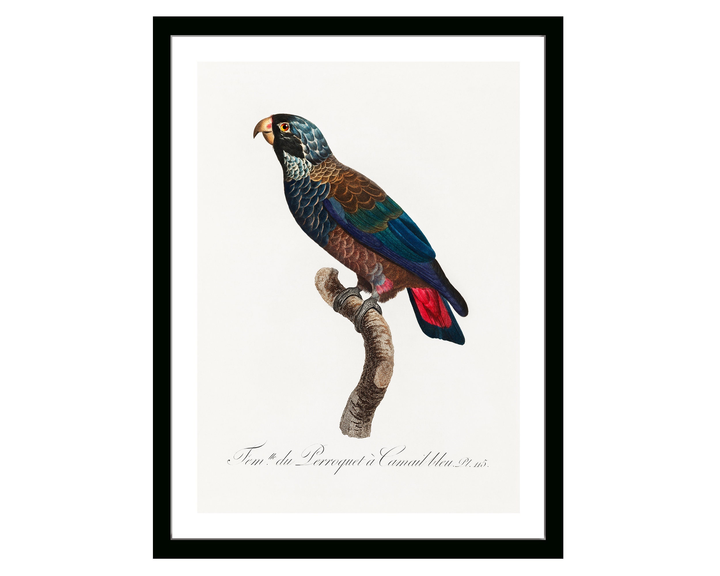 The Bronze-Winged Parrot Vintage French Poster of Natural History of Parrots 19th Century Retro Framed/Unframed Wall Art Decor Home & Office