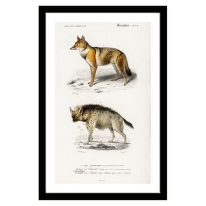 Golden Jackal and Striped Hyena Vintage Poster Illustration Original from Dictionnaire Universel D&#39;histoire Naturelle Animalist Wall Decor