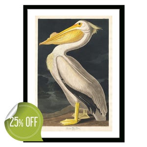 American White Pelican Vintage Poster Birds of America Illustration from 19th Century Retro Framed/Unframed Wall Art Decor for Home & Office