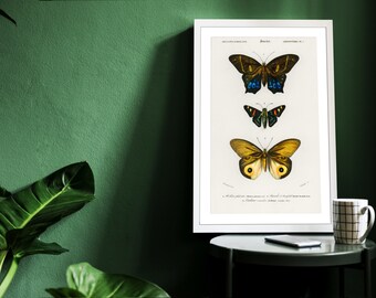 Vintage Butterfly Varieties Set Illustration Poster Gift for Nature Encyclopedia Fans Wall Art Home & Office Decor Retro Design Solution