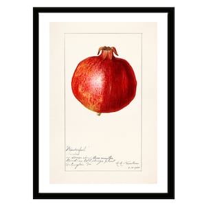 Pomegranates Vintage Fruit Print of Watercolor Drawing of Amanda Almira Newton from U.S. Department of Agriculture Best for Kitchen Decor