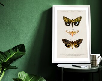 Vintage Butterfly Varieties Set Illustration Poster Gift for Nature Encyclopedia Fans Wall Art Home & Office Decor Retro Design Solution