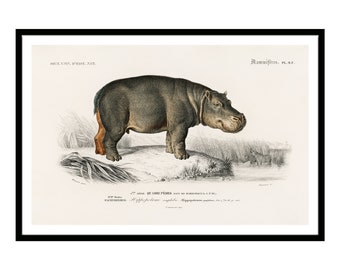 May include: A vintage illustration of a hippopotamus, depicted in a natural setting. The hippopotamus is standing on a grassy bank, with water in the background. The illustration is in black and white, with some color added to the hippopotamus's skin.