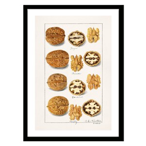 Walnuts Vintage Fruit Print of Watercolor Drawing of Amanda Almira Newton from U.S. Department of Agriculture Best for Kitchen Decor