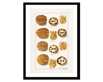 Walnuts Vintage Fruit Print of Watercolor Drawing of Amanda Almira Newton from U.S. Department of Agriculture Best for Kitchen Decor
