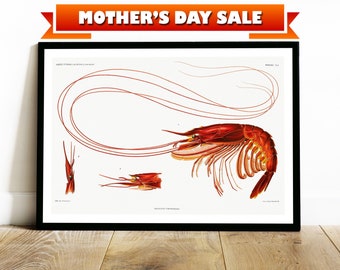 Shrimp Illustration Vintage Patent Print Poster Gift for Sea Life Nature Fans Wall Art Home Office Decor