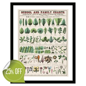 Vintage Poster Plants Botanical School and Family Charts Illustration Framed Print Retro Kitchen Art by Marcius Willson and Norman Calkins