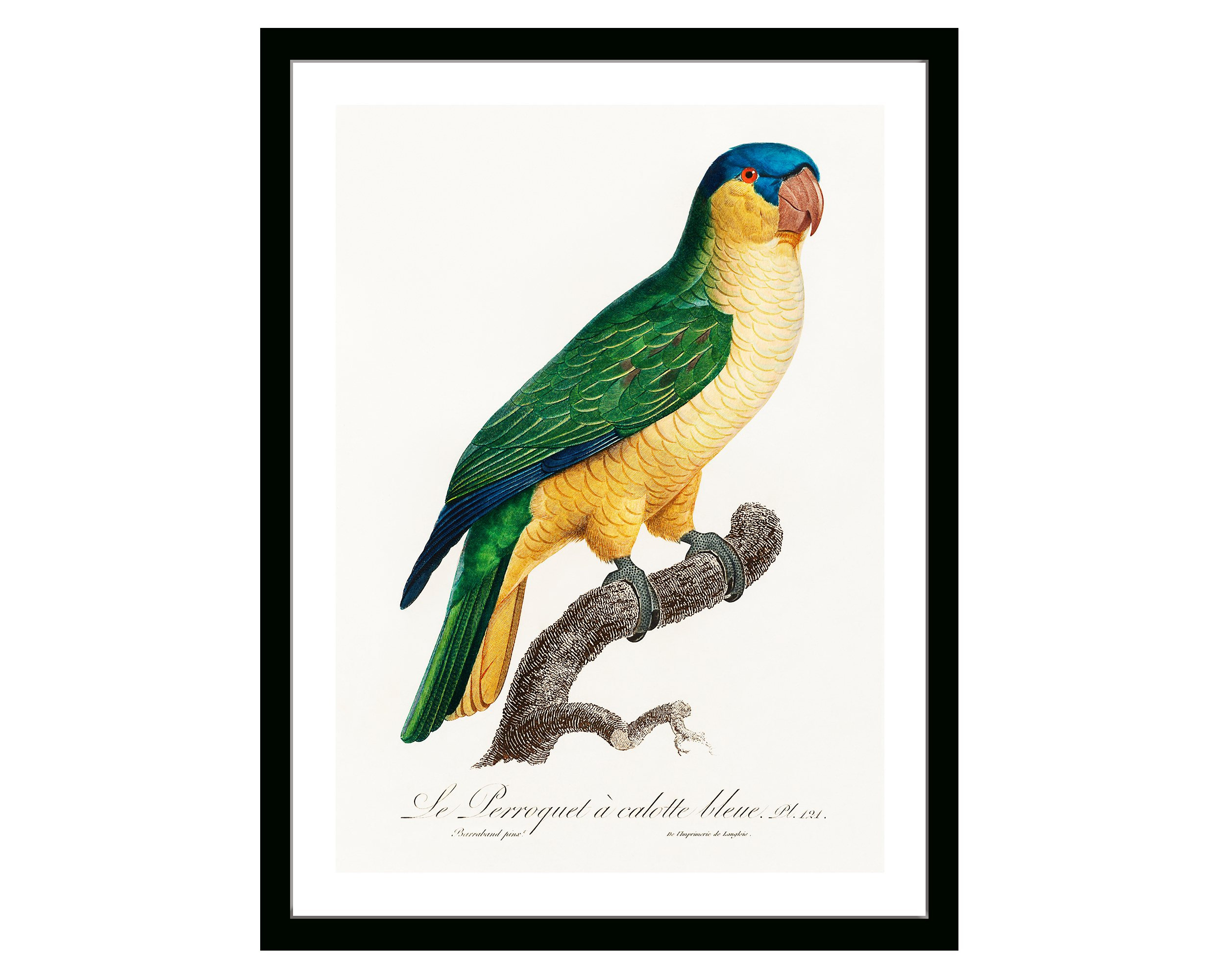 Vintage Black-lored Parrot Print | 19th Century French Natural