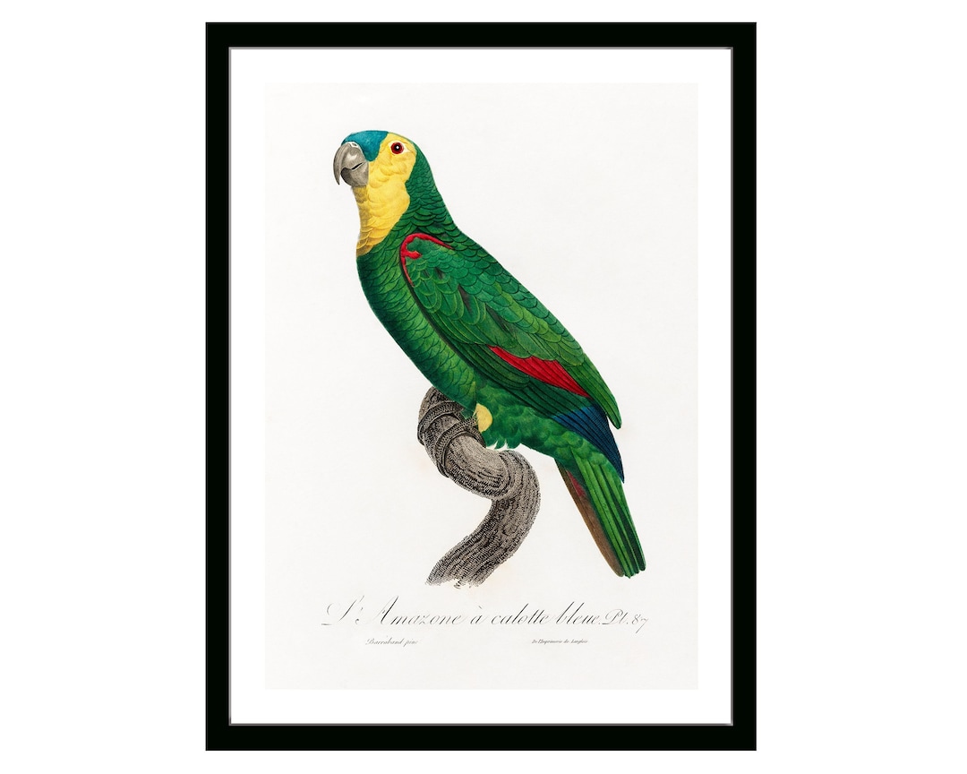 Vintage Blue-fronted Parrot Print, 19th Century French Wall Art - Etsy