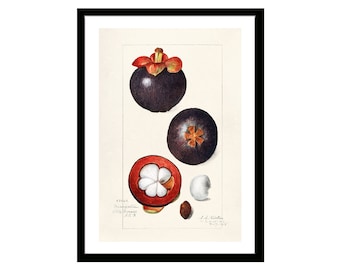 Mangosteens Vintage Fruit Poster Print of Watercolor Drawing of Amanda Almira Newton from U.S. Department of Agriculture Best Kitchen Decor