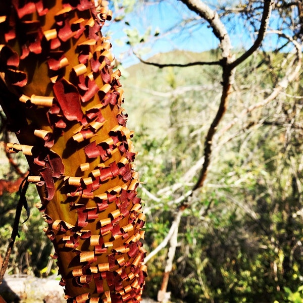 Manzanita tree photo, wall art, digital download